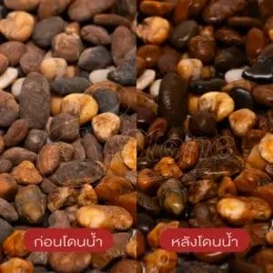 แกลบโขง